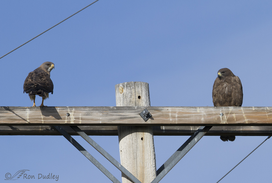 swainson's hawk 5593 ron dudley