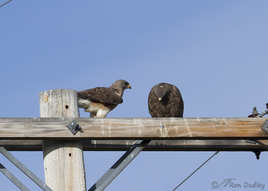 swainson's hawk 5611 ron dudley