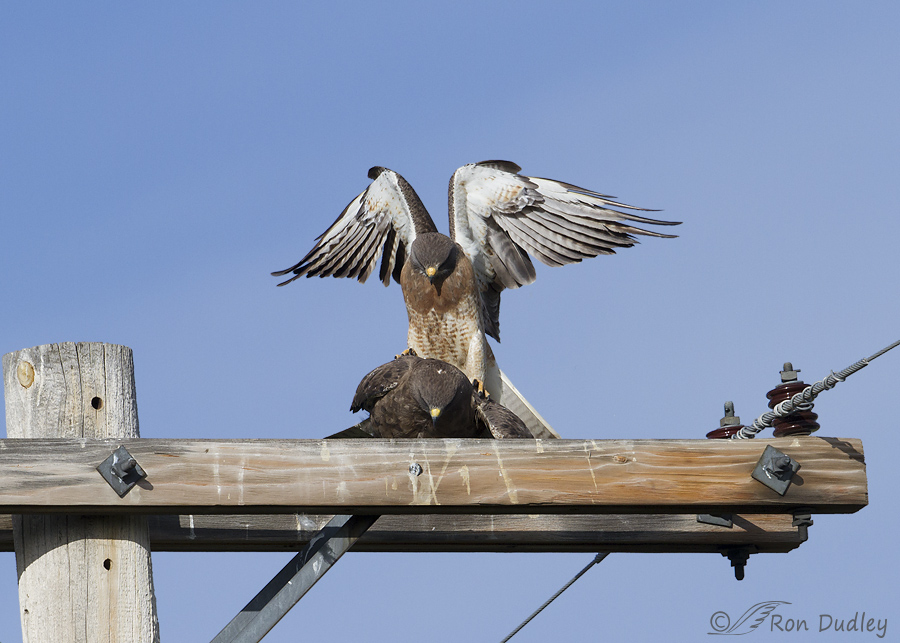 swainson's hawk 5617 ron dudley