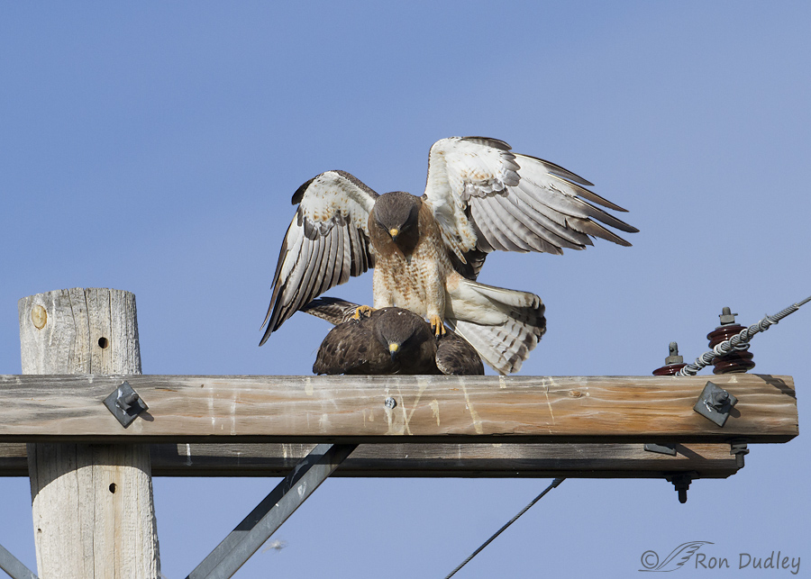 swainson's hawk 5622 ron dudley
