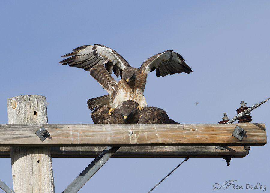 swainson's hawk 5629 ron dudley
