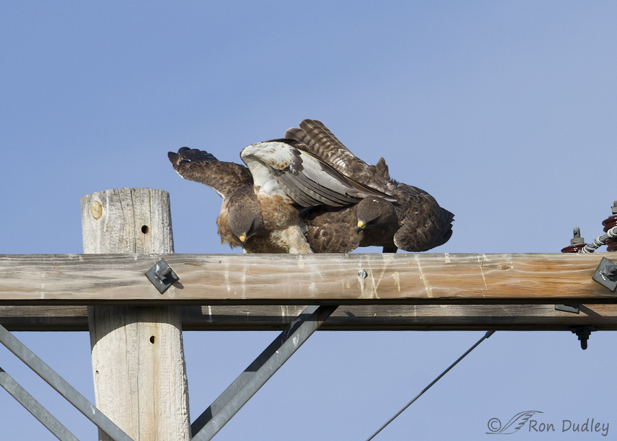 swainson's hawk 5641 ron dudley