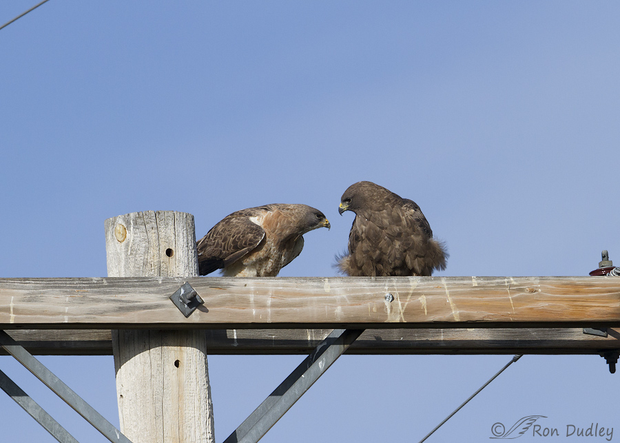 swainson's hawk 5643 ron dudley