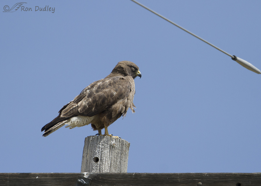 swainson's hawk 6225 ron dudley