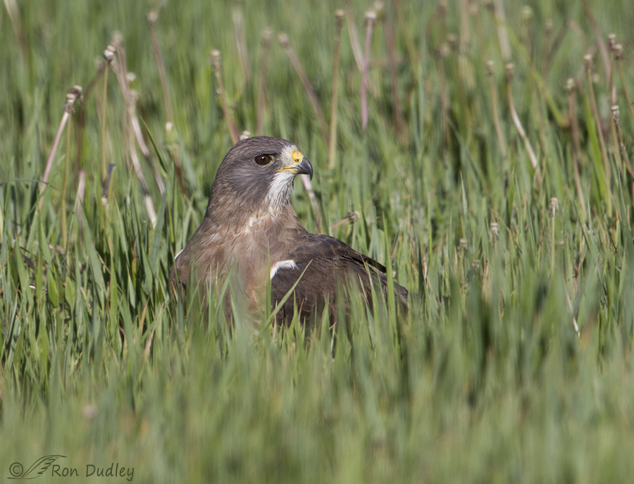swainson's hawk 6866 ron dudley