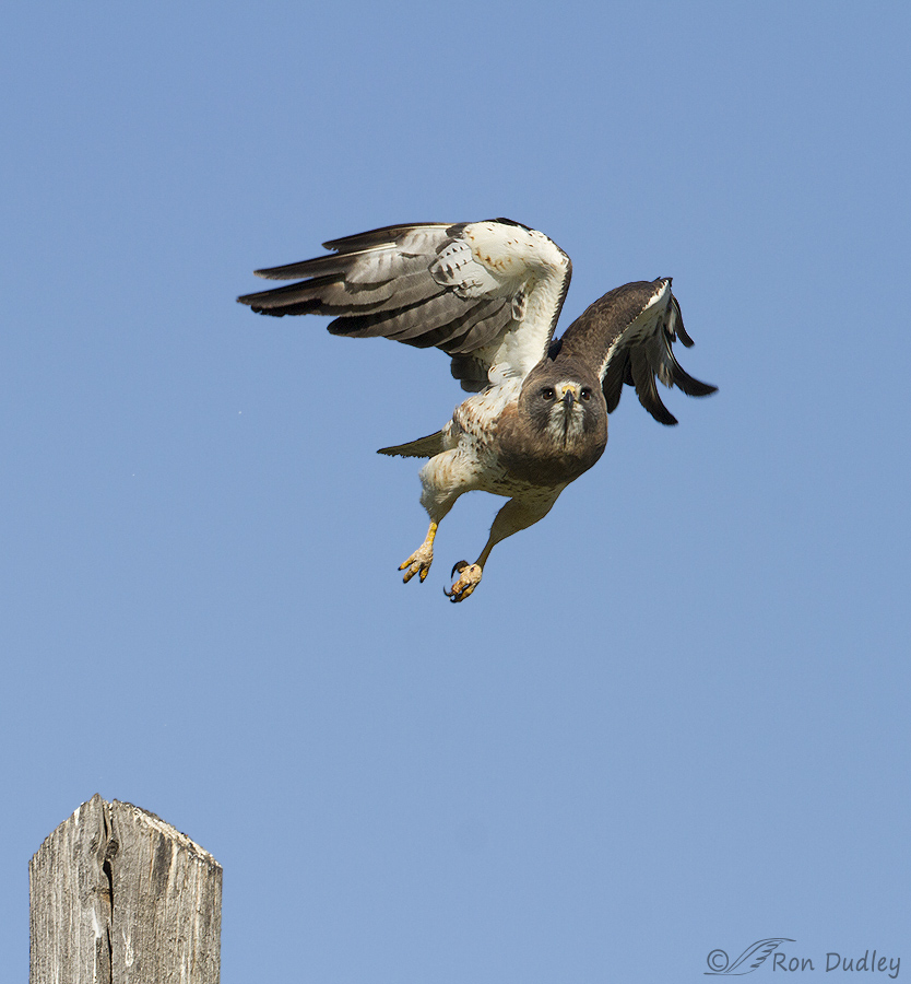 swainson's hawk 6885 ron dudley