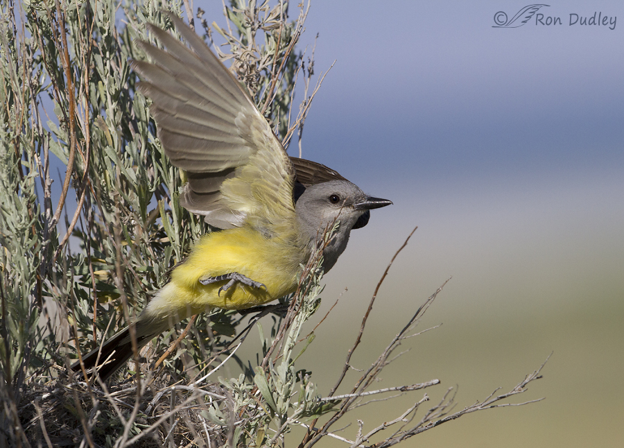 western kingbird 8191 ron dudley