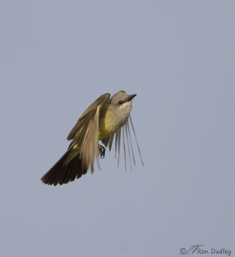 western kingbird 9012 ron dudley