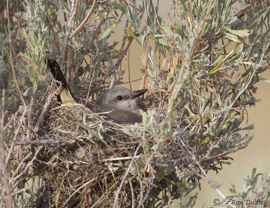 western kingbird 9024 ron dudley