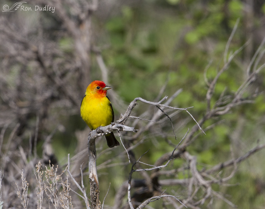 western tanager 5787 ron dudley