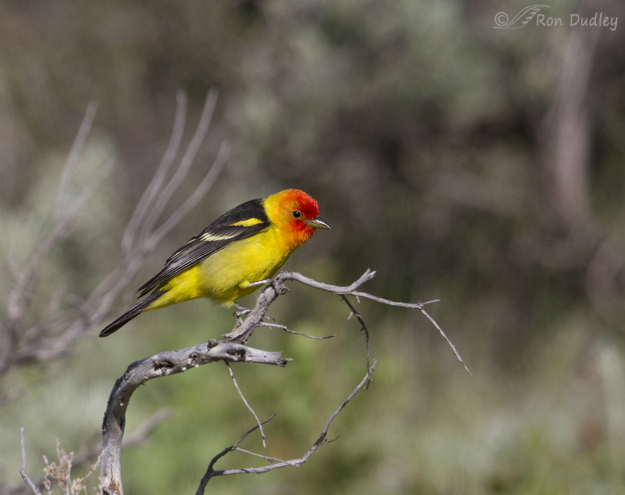 western tanager 5796 ron dudley