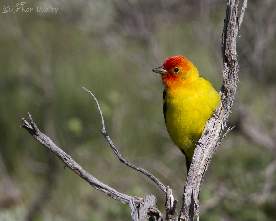western tanager 5810 ron dudley