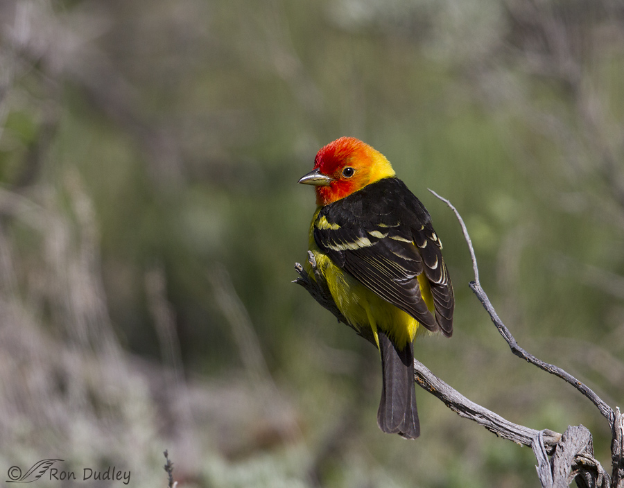 western tanager 5827 ron dudley