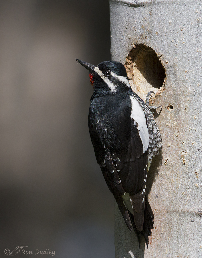 williamson's sapsucker 5977 ron dudley