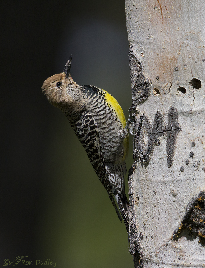 williamson's sapsucker 6035 ron dudley