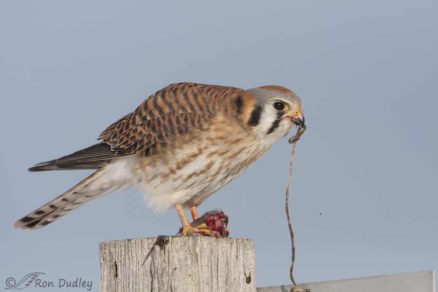 american kestrel 6437 ron dudley