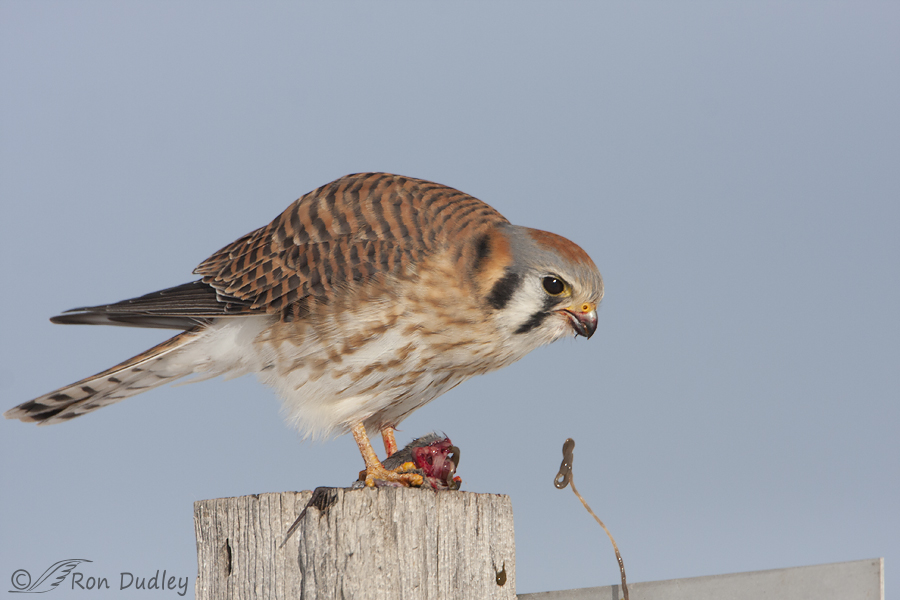 american kestrel 6438 ron dudley