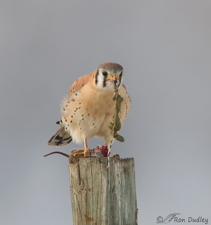 american kestrel 7421 ron dudley