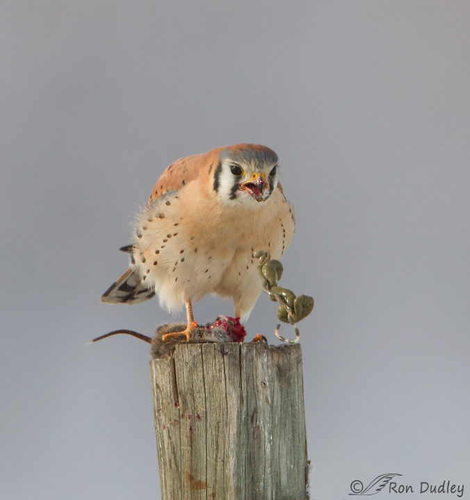 american kestrel 7422 ron dudley