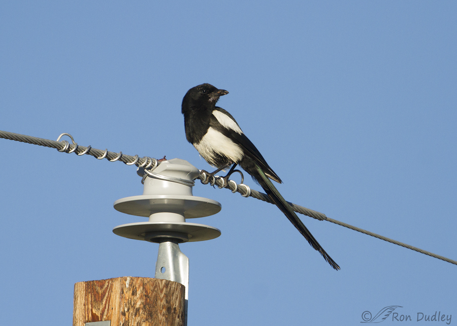 black-billed magpie 9590 ron dudley