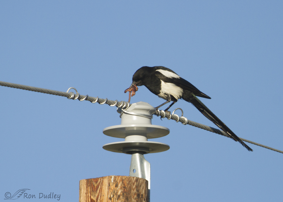 black-billed magpie 9603 ron dudley