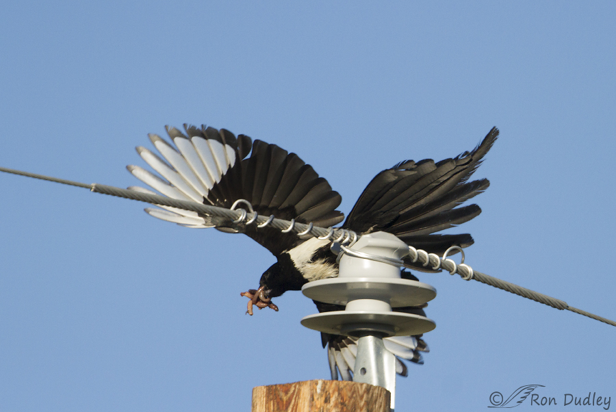 black-billed magpie 9617 ron dudley