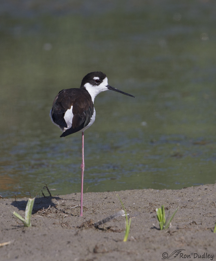 Birds With Long Legs Uk
