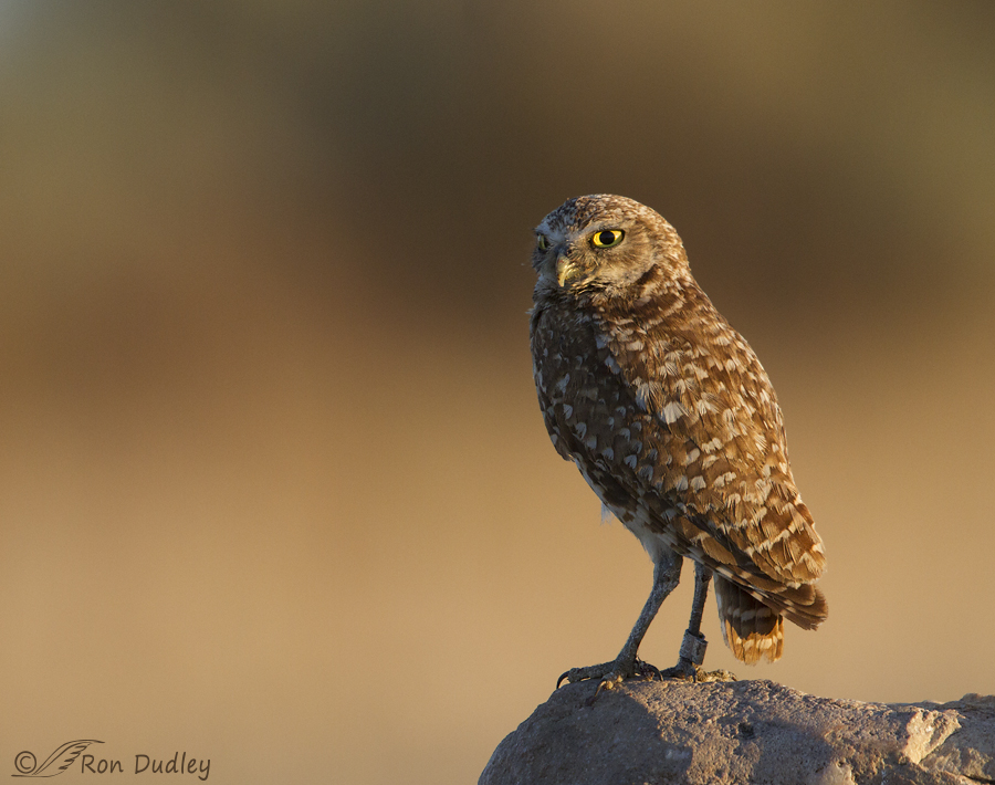 burrowiing owl 3816 ron dudley
