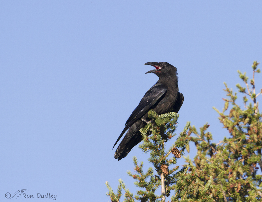 common raven 6063 ron dudley
