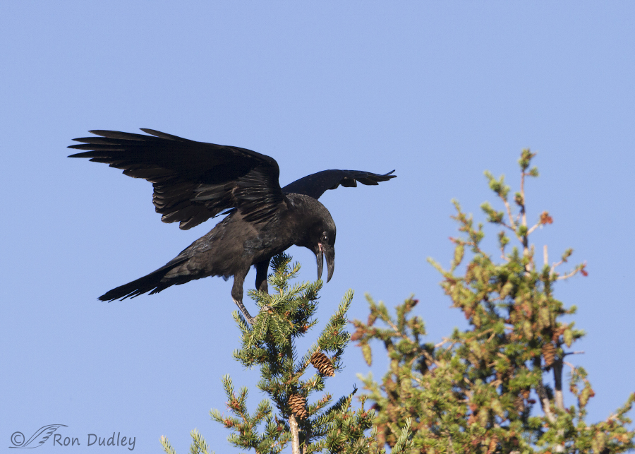 common raven 6075 ron dudley
