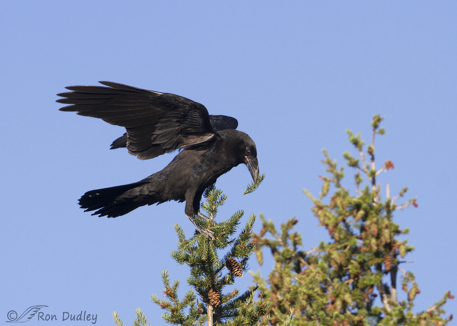 common raven 6098 ron dudley