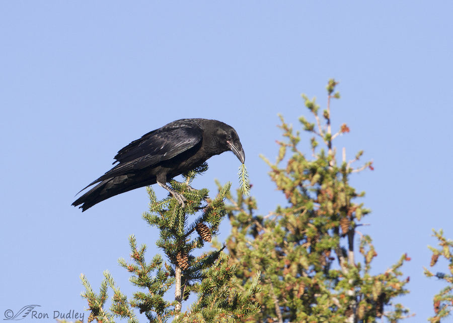 common raven 6132 ron dudley