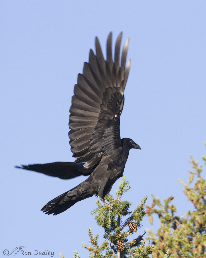 common raven 6136 ron dudley