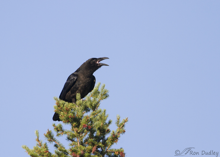 common raven 6171 ron dudley