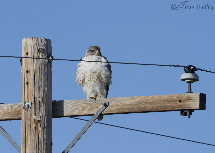 ferruginous hawk 9696 ron dudley