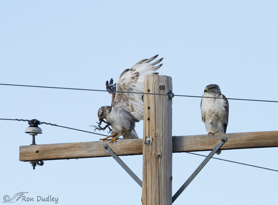ferruginous hawk 9713 ron dudley