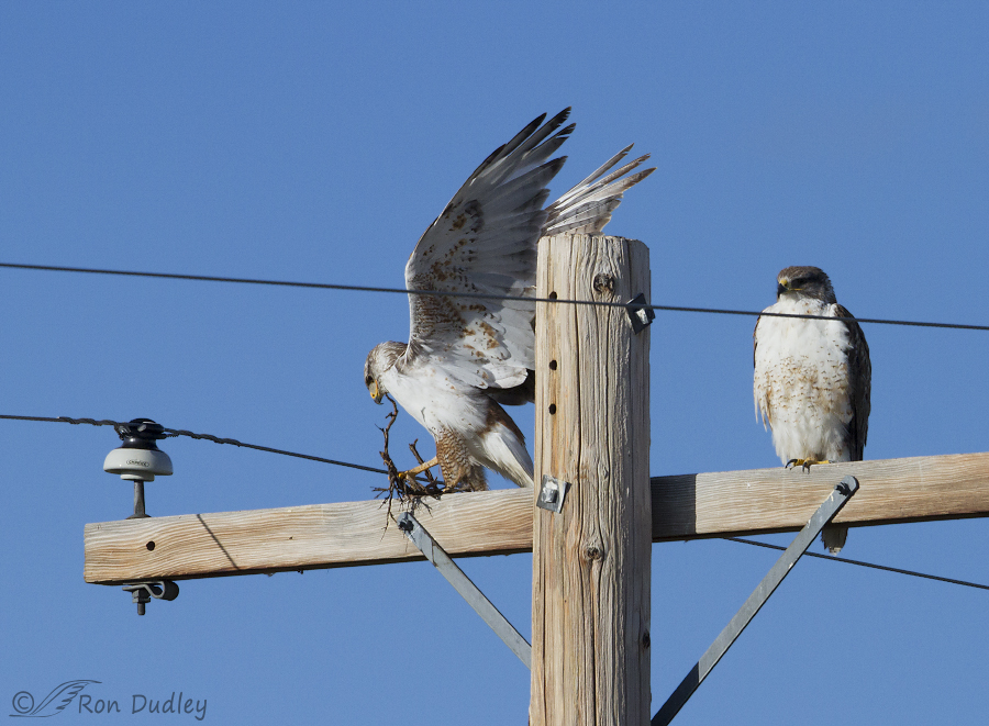 ferruginous hawk 9745 ron dudley