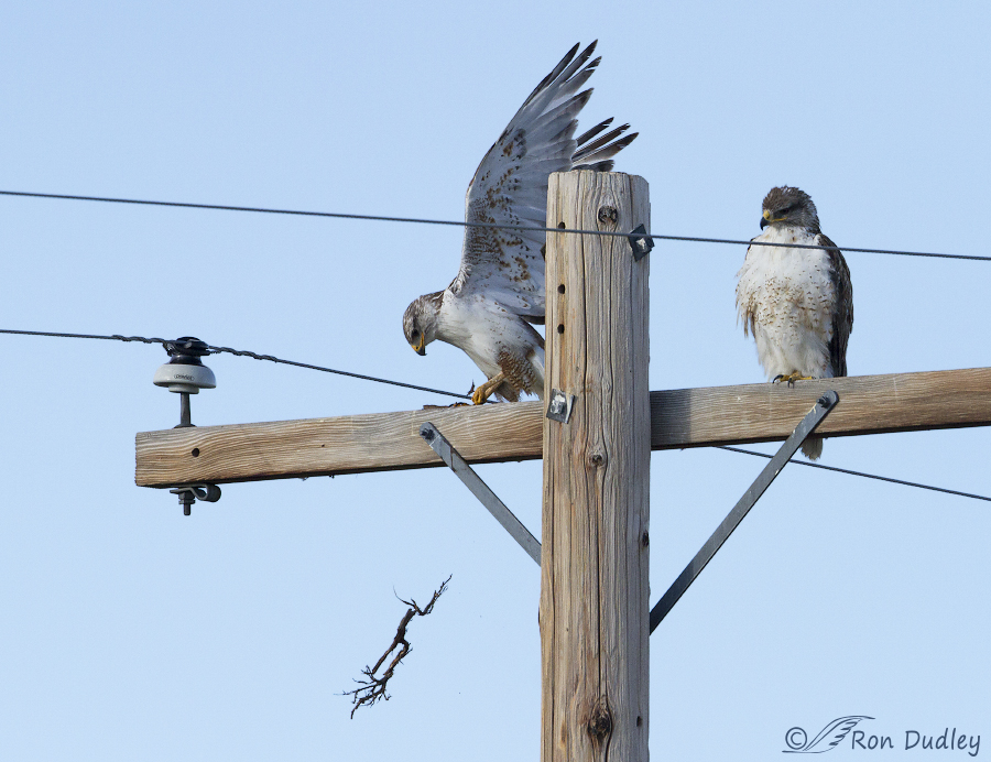 ferruginous hawk 9758 ron dudley