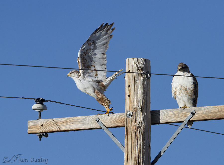 ferruginous hawk 9762 ron dudley