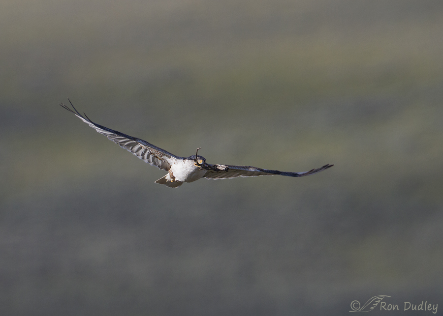ferruginous hawk 9770 ron dudley