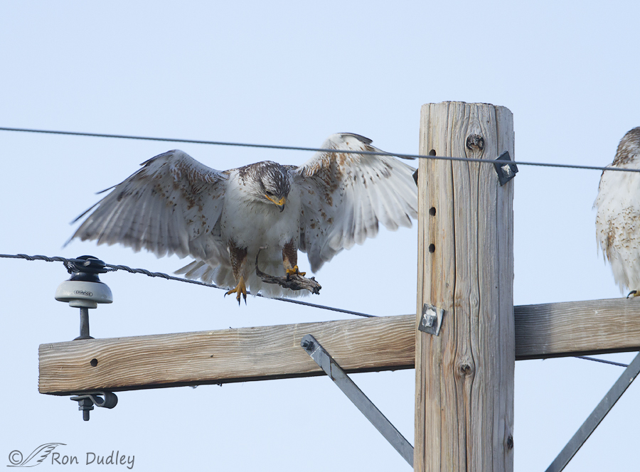 ferruginous hawk 9796 ron dudley