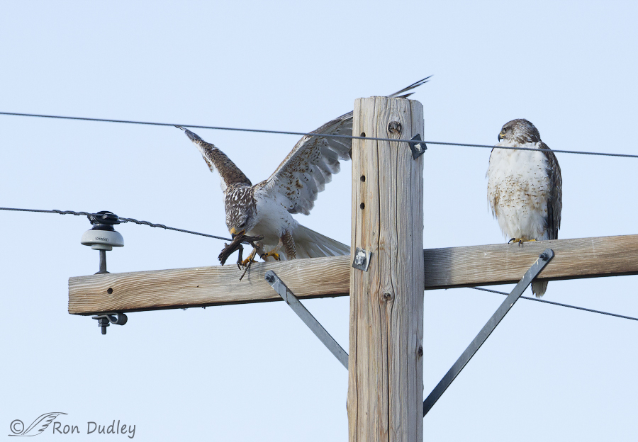 ferruginous hawk 9817 ron dudley