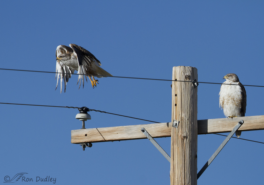 ferruginous hawk 9828 ron dudley