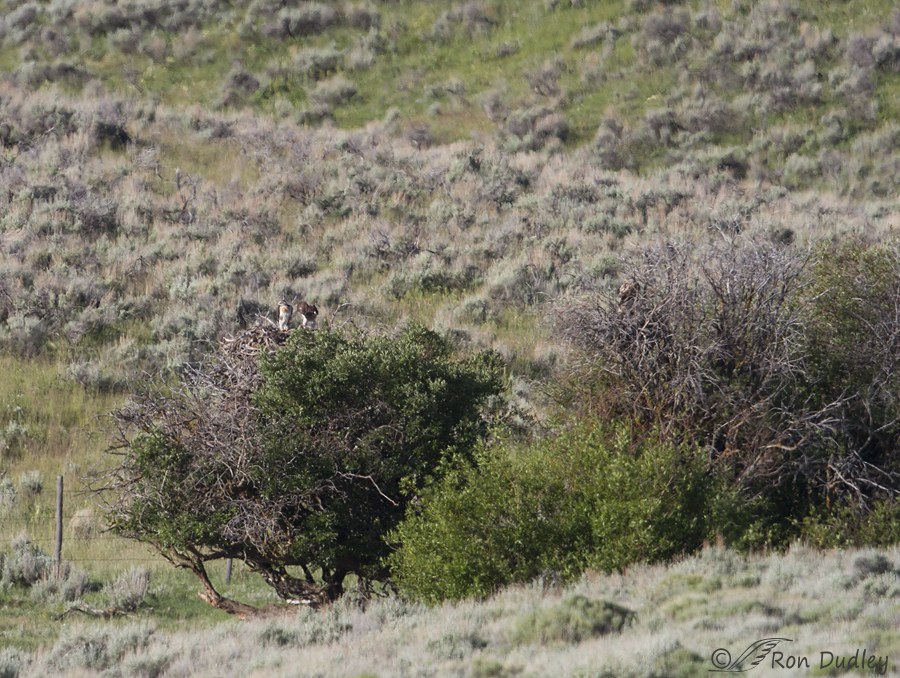 ferruginous hawk 9855 ron dudley