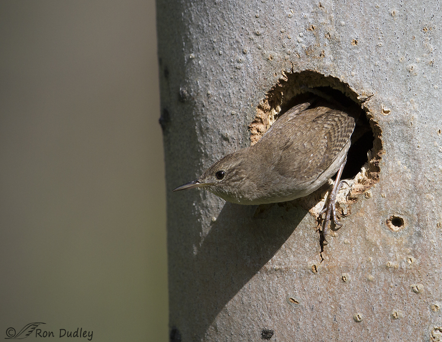 house wren 4641 ron dudley