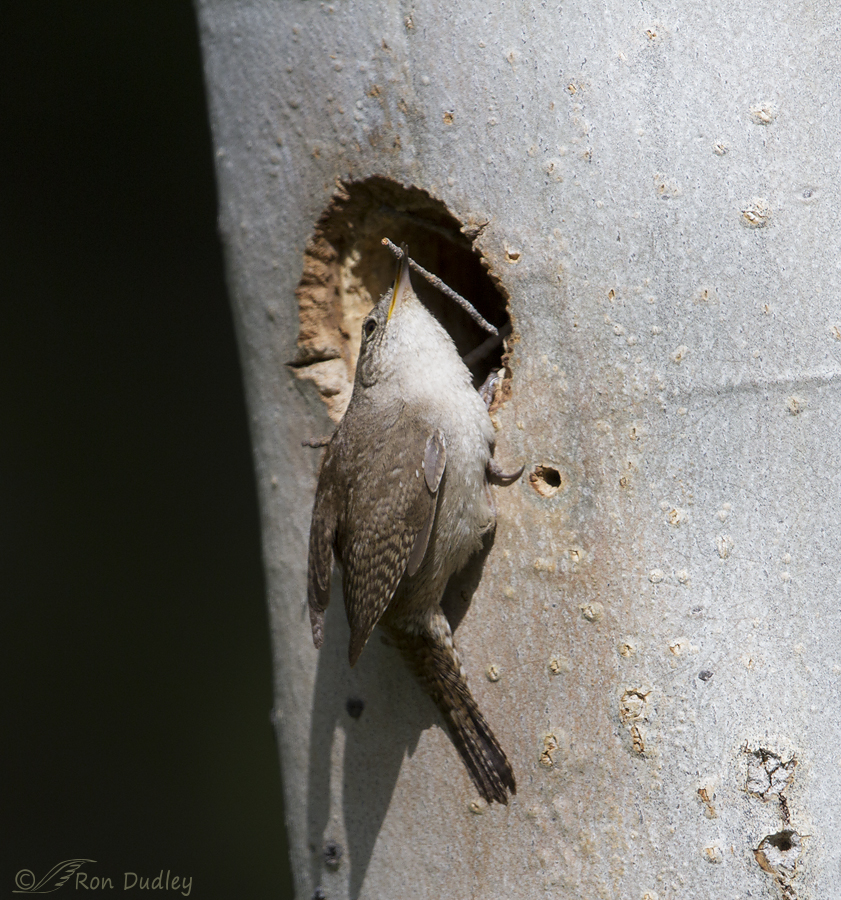 house wren 4757 ron dudley
