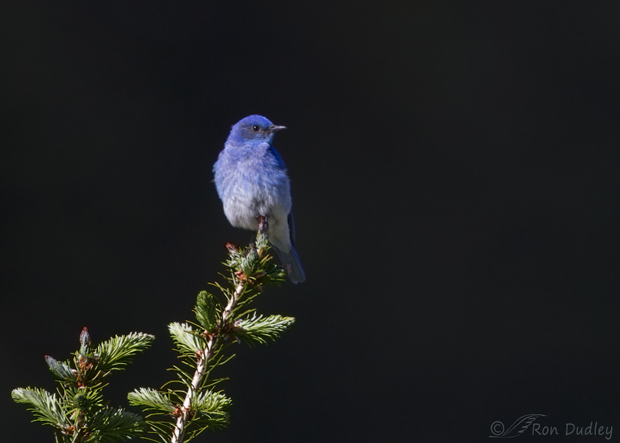 mountain bluebird 0043b ron dudley
