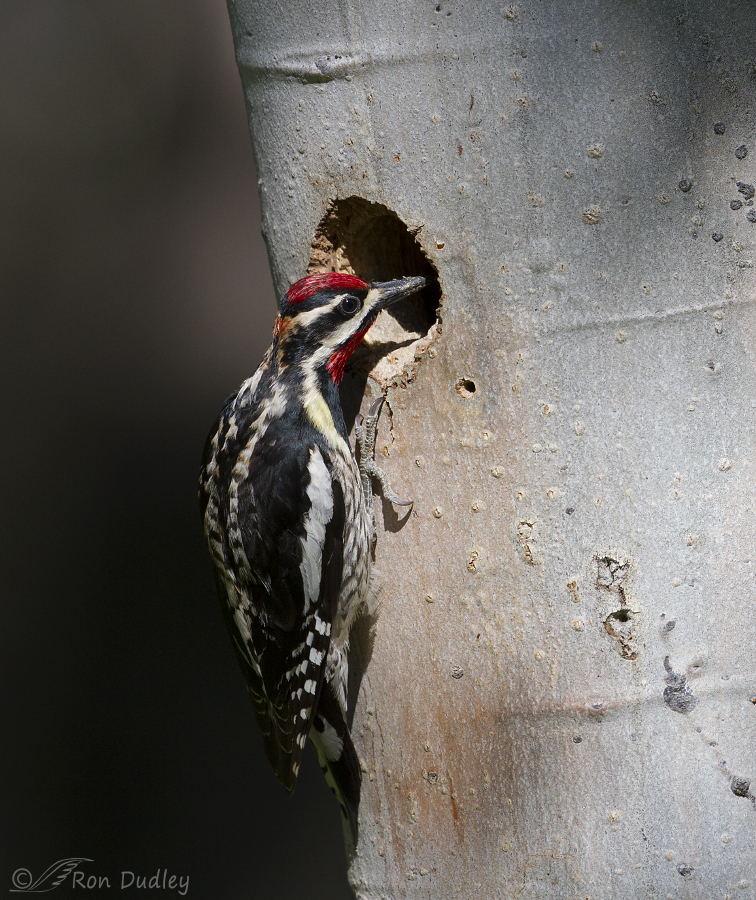 red-naped sapsucker 1128 ron dudley