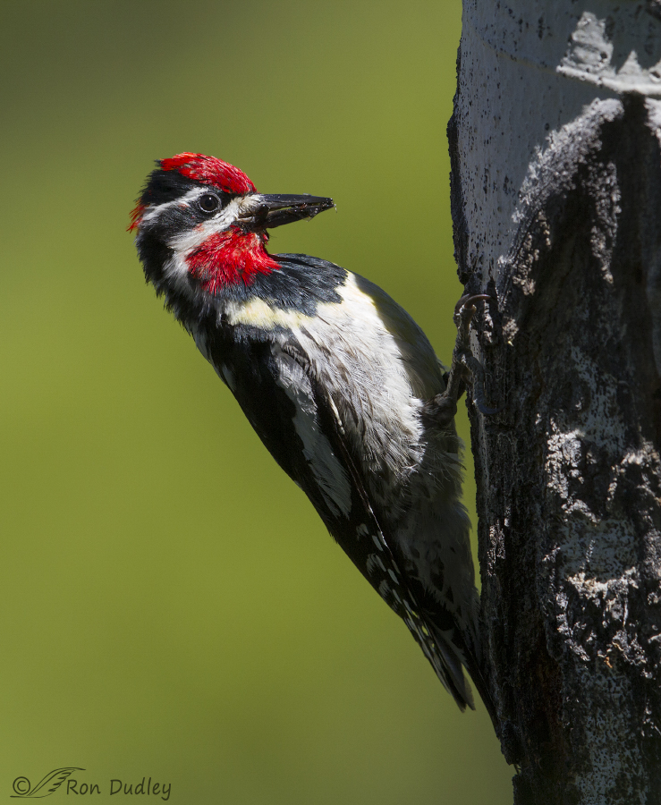 red-naped sapsucker 2544 ron dudley