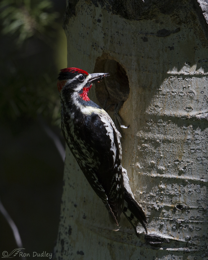 red-naped sapsucker 2658 ron dudley